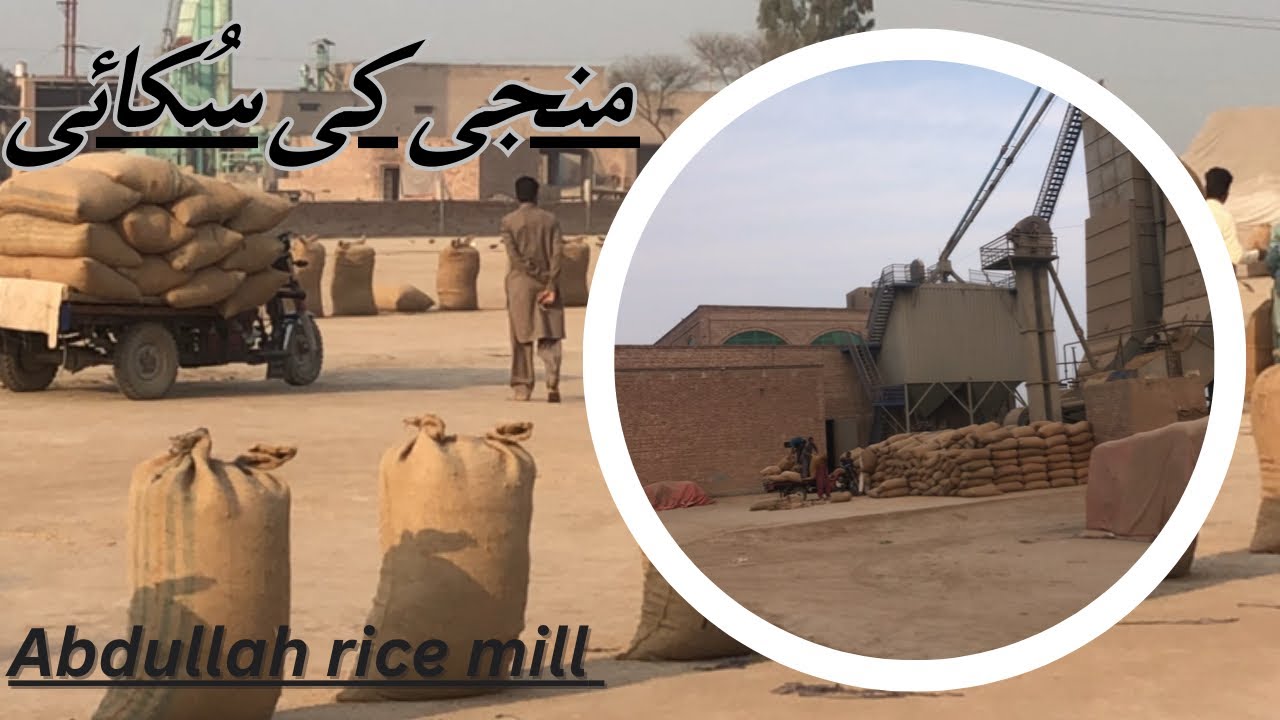 Munji ki sukai 🌾 Abdullah rice mill. #hmricetraders#agriculture# ...