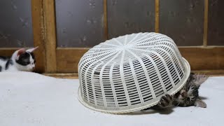 fumifumi屋スクイーズ カゴ猫 fumifumi屋スクイーズ カゴ猫 fumifumi屋スクイーズ カゴ猫 おもちゃ