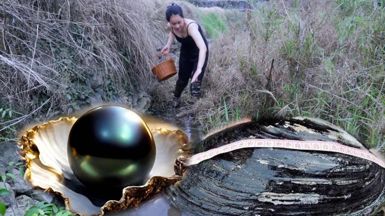 🎁  The Secret of Clam Shells: Wilderness Excavation Reveals the Structure of Pearl Clam Shells