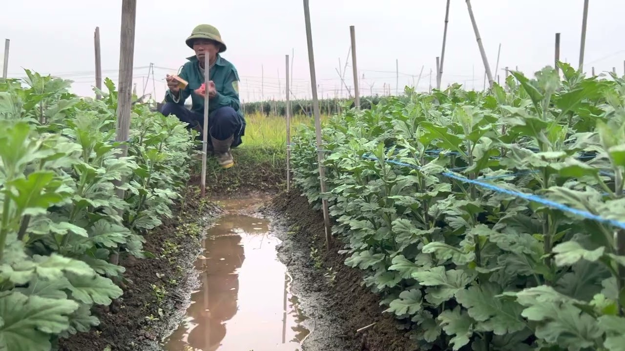 Bà con cùng thăm vườn cúc Kim Cương của chú Đại sau khi dùng phân bón hoà tan nhé !