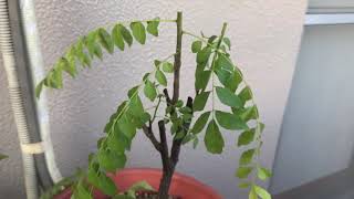 Curry Leaf Prune for overwintering