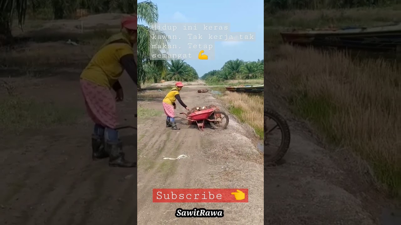 Tak kerja tak makan || Panen sawit rawa 