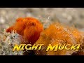 Philippines muck diving at night  jonathan birds blue world