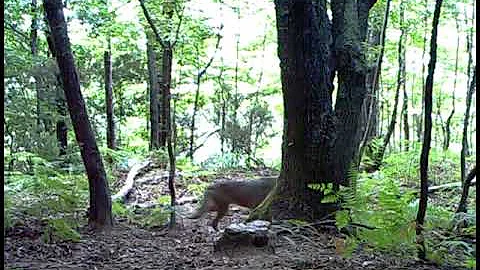 Quanti lupi ci sono in Toscana?