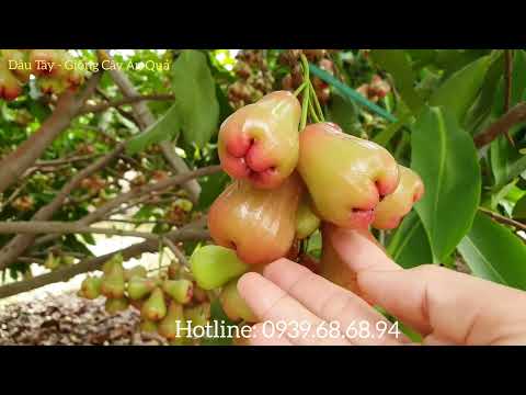 Video Chăm sóc mận an phước ra trái quanh năm - youtube
