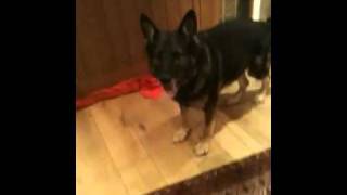 A Pair Of Angry Dogs Attacked Me