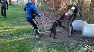 Hasenhirsch Klara 2 Jahre Beim Schutzdiensttraining