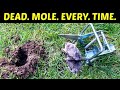 How To Kill Moles. Effective, Lethal Results.  Use A Scissor Trap To Get Rid Of Moles In Your Yard.