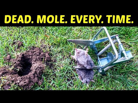 How To Kill Moles. Effective, Lethal Results. Use A Scissor Trap To Get Rid Of Moles In Your Yard.