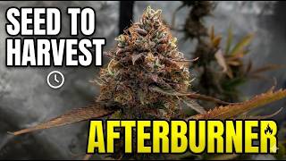 Afterburner - Seed to Harvest - Mephisto Genetics