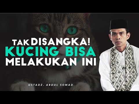 Sungguh Terharu! Kebaikan Seekor Kucing Melebihi Kebaikan Manusia | Ustadz Abdul Somad