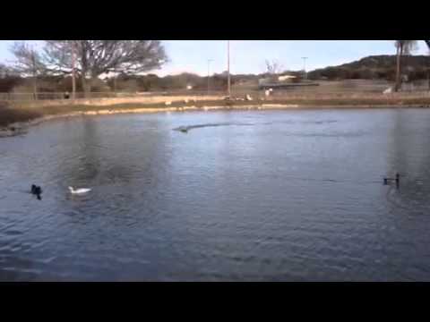 ProBoat Formula 27 Fastech RC Boat - 2 - YouTube