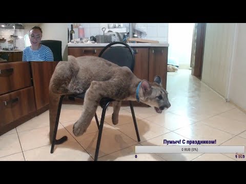 День рождения Пум-Пумыча! Котёнку пумы 9 месяцев! / Стрим от 19 марта 2018 г. - День рождения Пум-Пумыча! Котёнку пумы 9 месяцев! / Стрим от 19 марта 2018 г.
