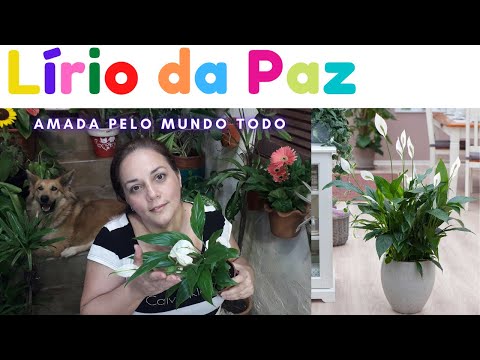 Vídeo: Como fazer um hemerocallis florescer: solução de problemas pelos quais os lírios não florescem