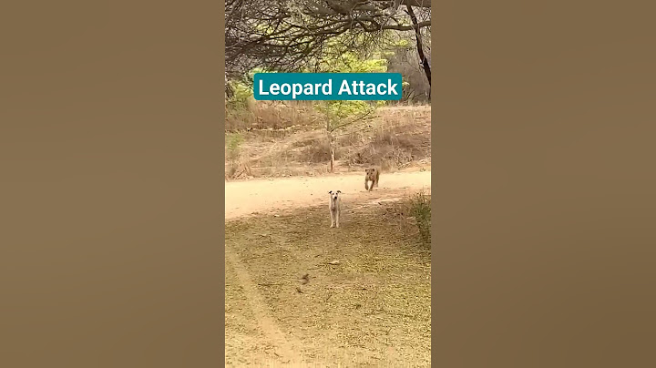 Leopard attacked dog in Jhalana #jhalana #leopard #dog #ytviral