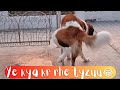 Tyzuu's Evening Routine | Saint Bernard Puppy 15months old