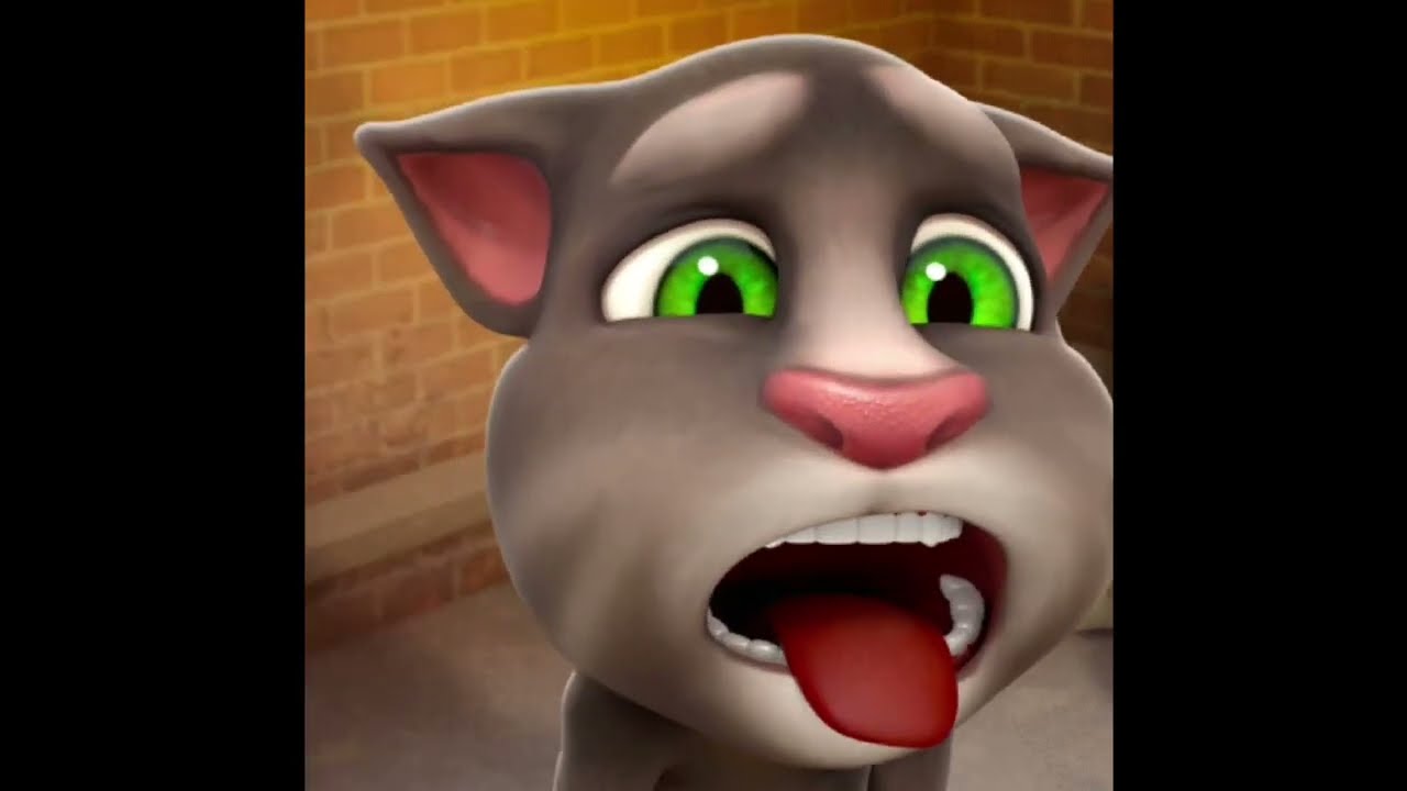 talking tom fanny cat moment viral video 