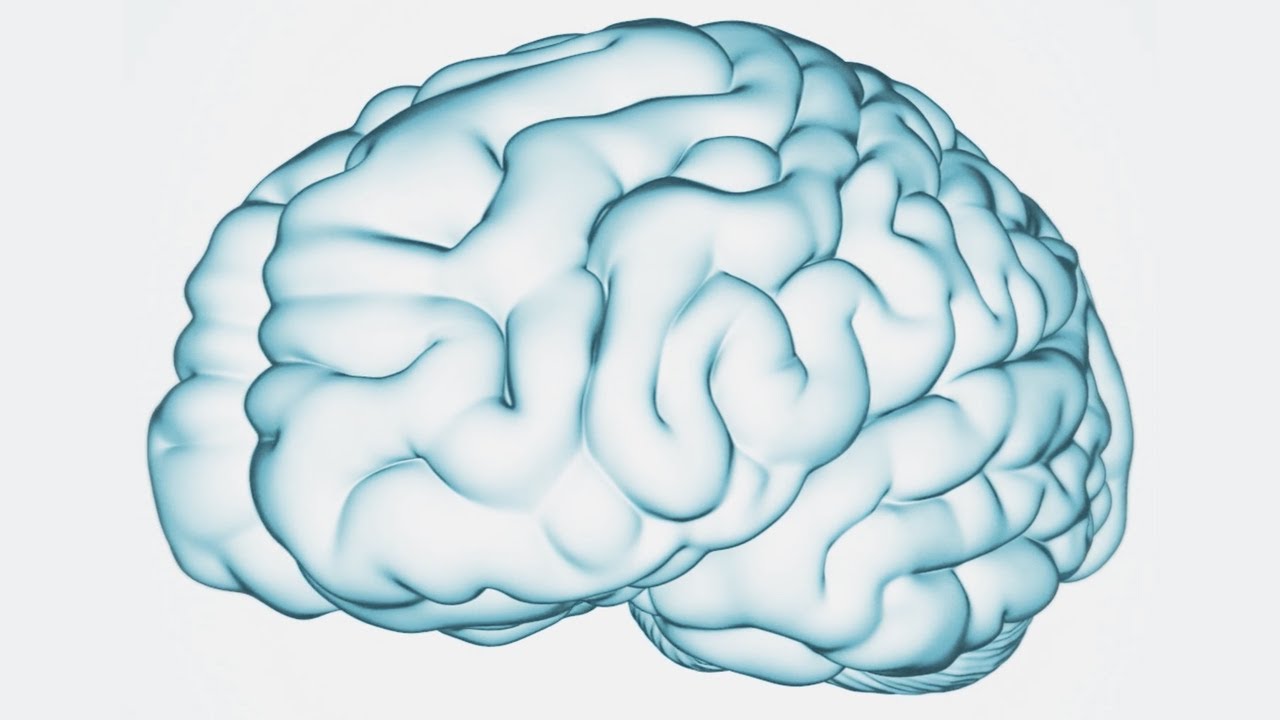Brain 62. Мозг / the Brain 1998. Fusion Brain перерисовать фото. Protein Lab Wikipedia Brain.