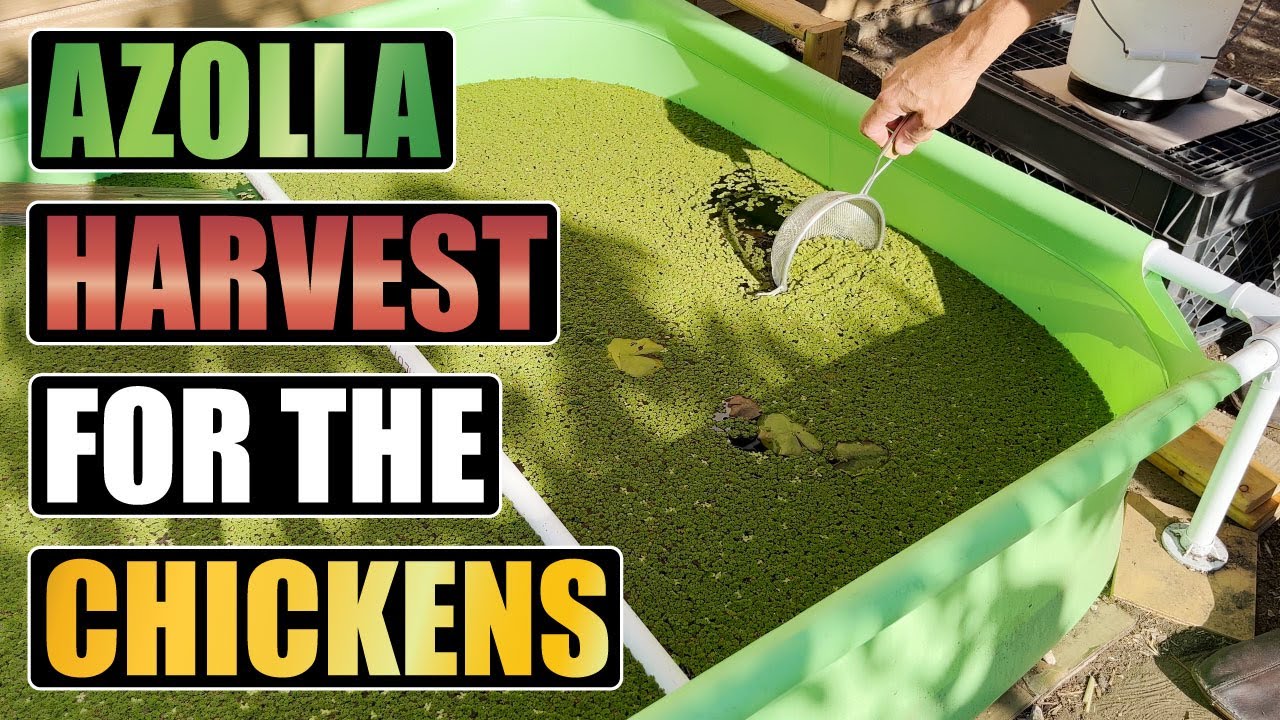 Сбор азоллы для кур и измерение производительности.