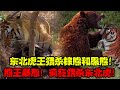 412公斤東北虎王，獵殺八只棕熊和幾十只黑熊！熊王暴怒，瘋狂獵殺東北虎！