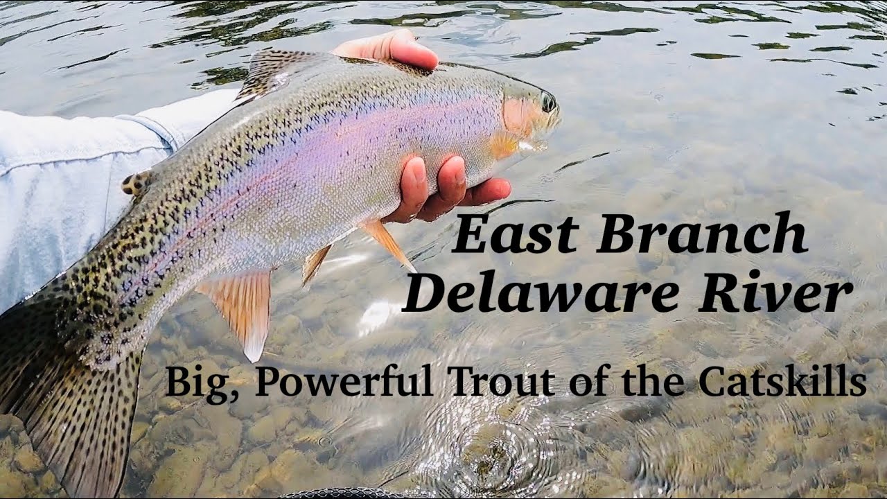 Fishing Report for the Upper Delaware River and Catskill Region