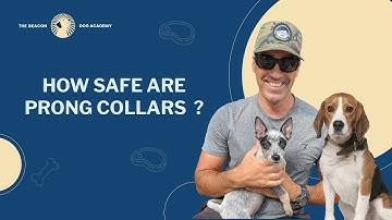 How Safe Are Prong Collars? | The Beacon Dog Academy