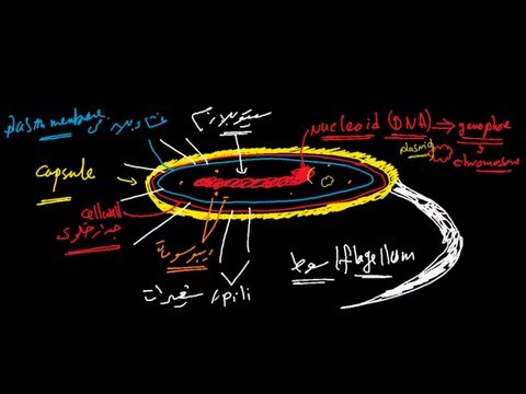 بدائيات النواه - prokaryotes