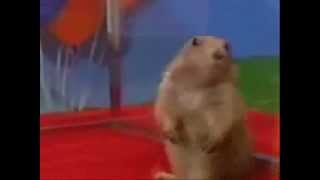 Dramatic Chipmunk