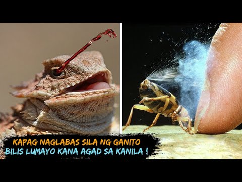 Video: Maliit na bisig ng ika-21 siglo (bahagi dalawa)