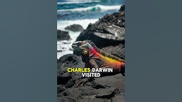 Thumbnail of Galápagos Islands Inspired Charles Darwin’s Theory! 🐢🦎 #facts #animallife #viral #history #shorts