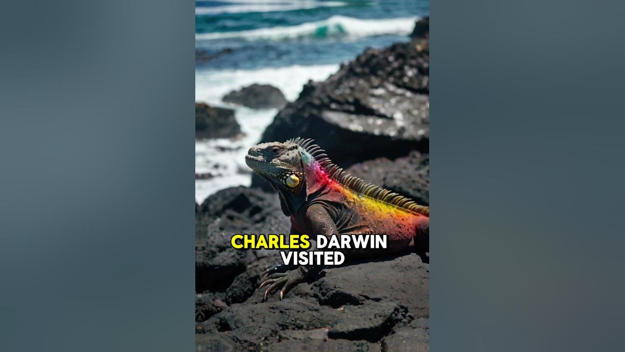 Galápagos Islands Inspired Charles Darwin’s Theory! 🐢🦎 #facts #animallife #viral #history #shorts Galápagos Islands Inspired Charles Darwin’s Theory! 🐢🦎 #facts #animallife #viral #history #shorts