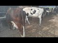 curral de vacas leiteiras AGUAS BELAS  PE  sítio ribeira vacas a Venda    16/10/2021