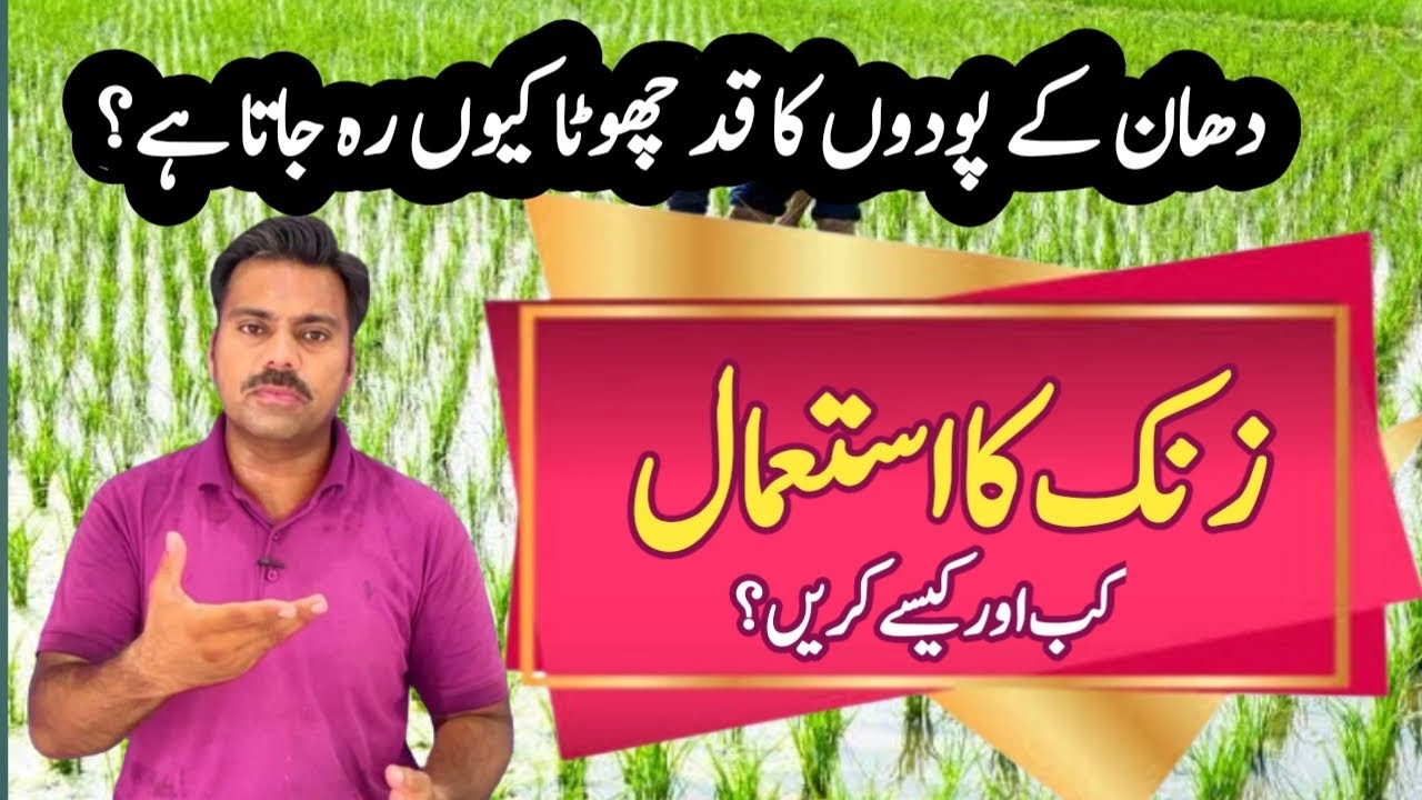 How to use zinc in rice crop | Zinc benefits in paddy crop | Abid Ali Agrarian