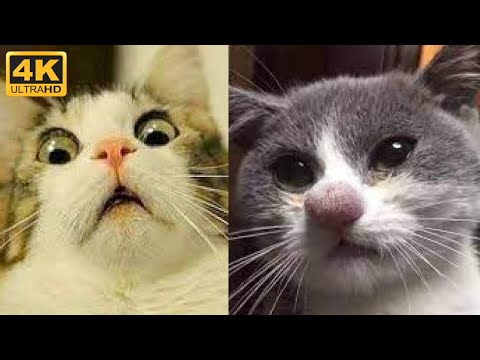 Видео: 😼 Милая и забавная подборка из жизни кошек 😂 Смешные милые видео из жизни домашних животных