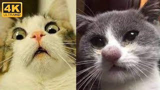 😼 Cute and funny cats life compilation 😂 Funny pets life cute videos