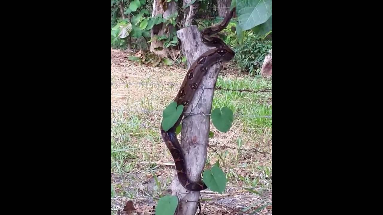 gouramis and shrimp Boa Constrictor found in backyard....Attacked my Dog!!!