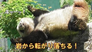 5/14レイレイのキケンな遊び！岩から転げ落ちてはしゃいでる！giantpanda @tokyo 上野動物園
