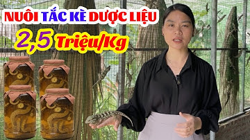 💰 Nuôi Tắc Kè Làm Dược Liệu – Cơ Hội Vàng Cho Người Muốn Làm Giàu Từ Nông Nghiệp!