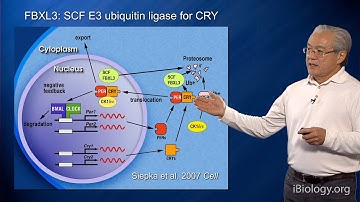 Joseph Takahashi (UT Southwestern/HHMI) Part 2: Circadian Clocks: Genetics of Mammalian Clocks