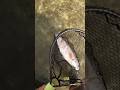 Sight Casting Redfish #fishing #shortvideo #kayakfishing #shortsfeed #short #shorts