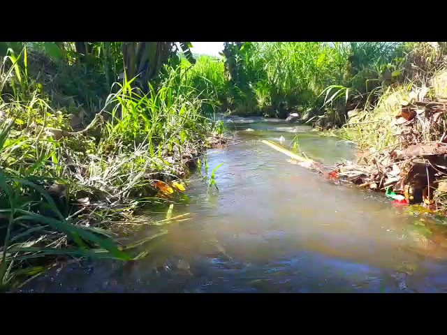 suara air mengalir tenang dari dalam hutan ! asmr suara air mengalir class=