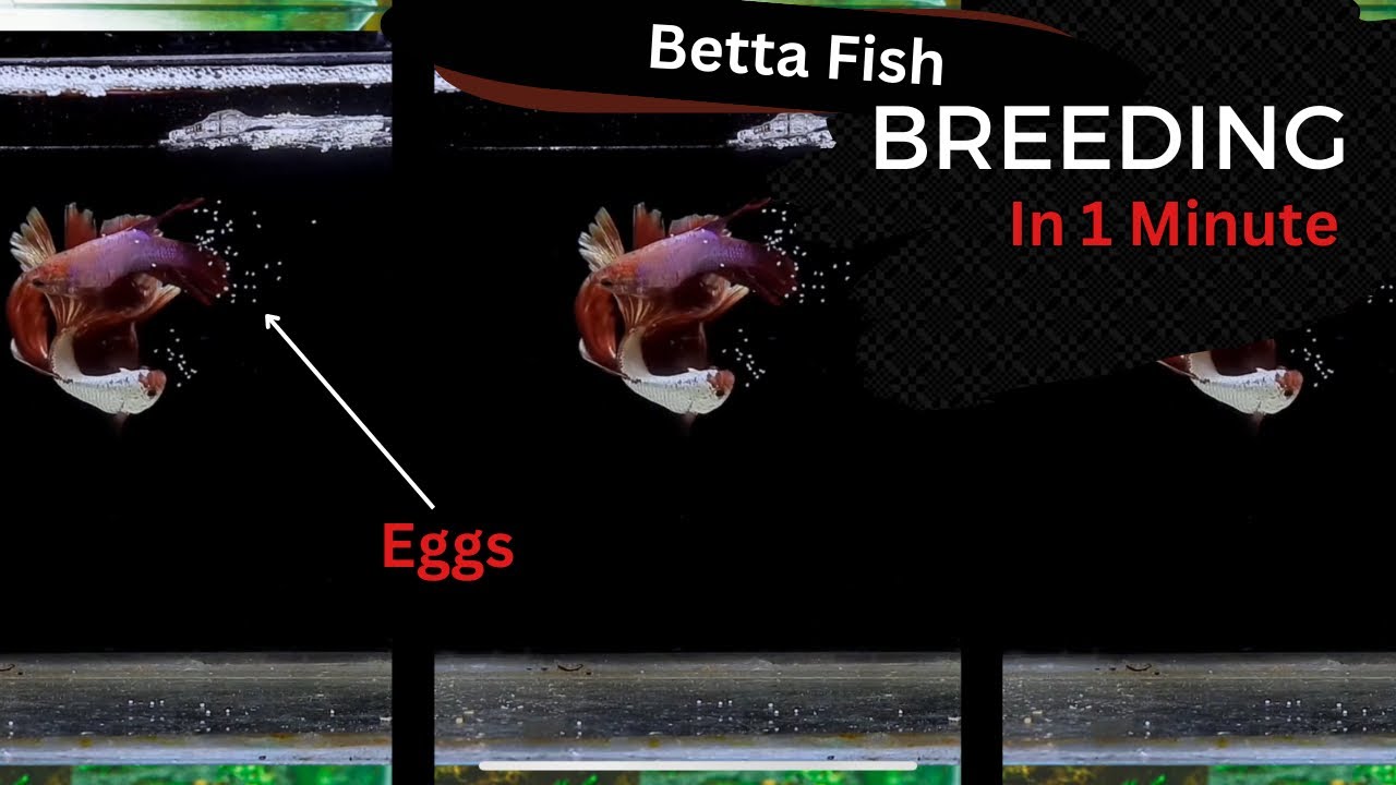 Betta Fish Breeding in 1 Minute !!! - YouTube