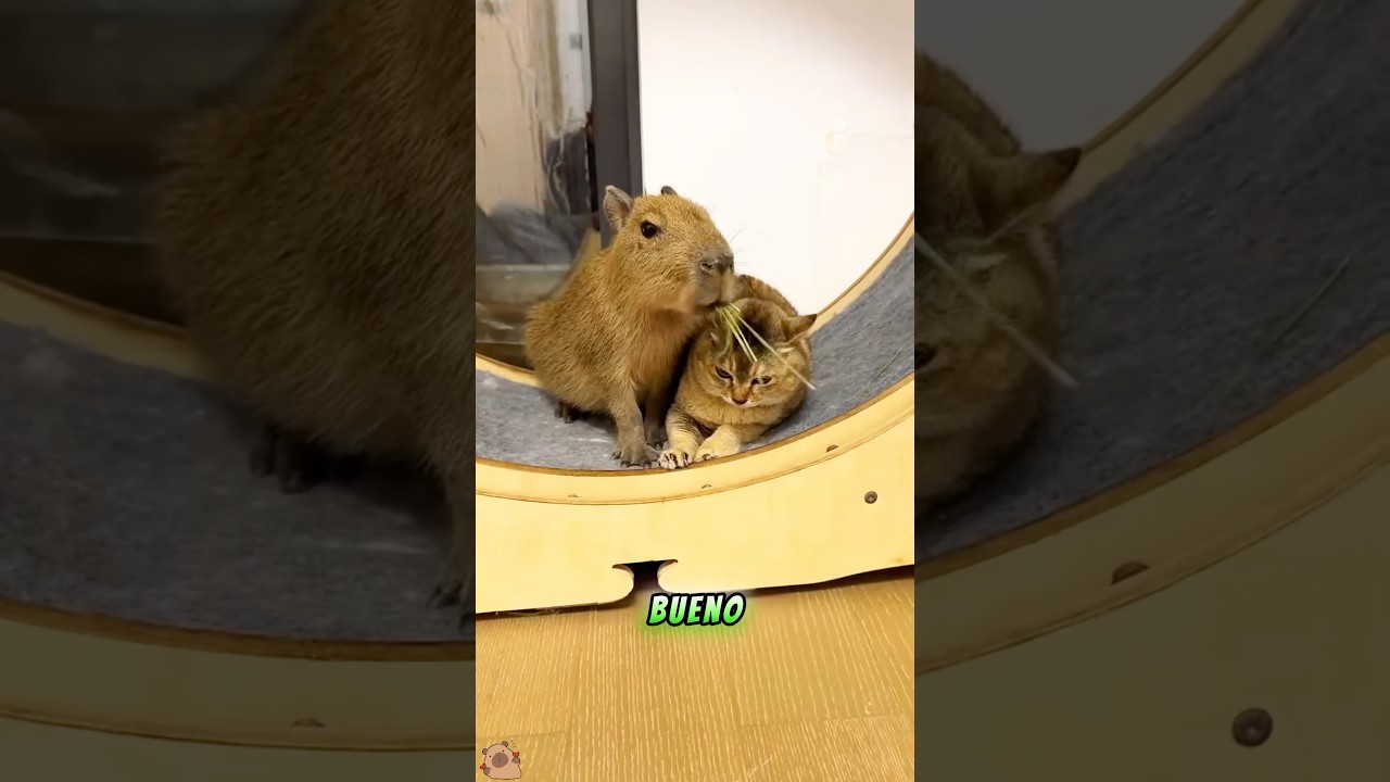 Why do animals love capybaras?