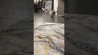 Süße Pomeranian-Boo