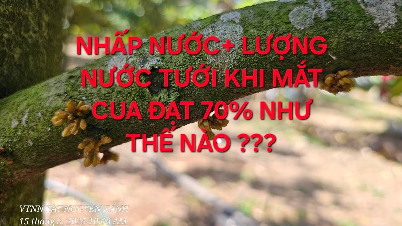 NHẤP NƯỚC+ LƯỢNG NƯỚC TƯỚI KHI MẮT CUA ĐẠT 70% NHƯ THẾ NÀO ???