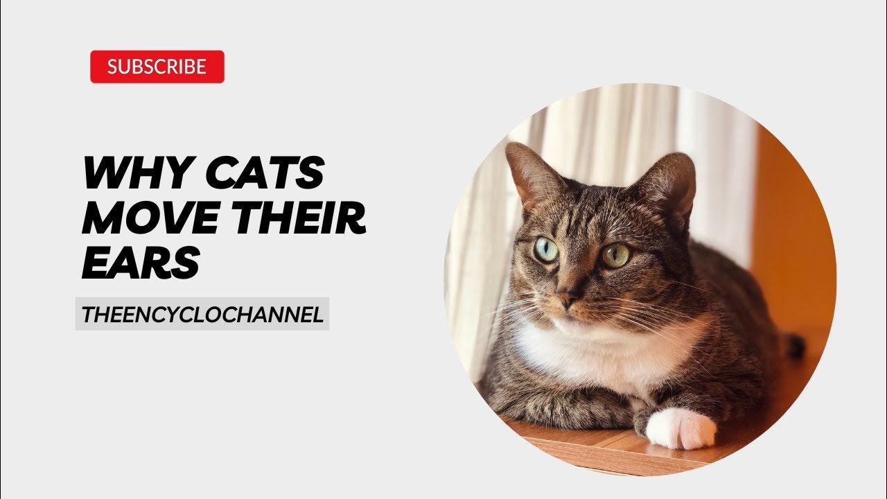 Cat Ear Communication Why Cats Move Their Ears and How It Enhances
