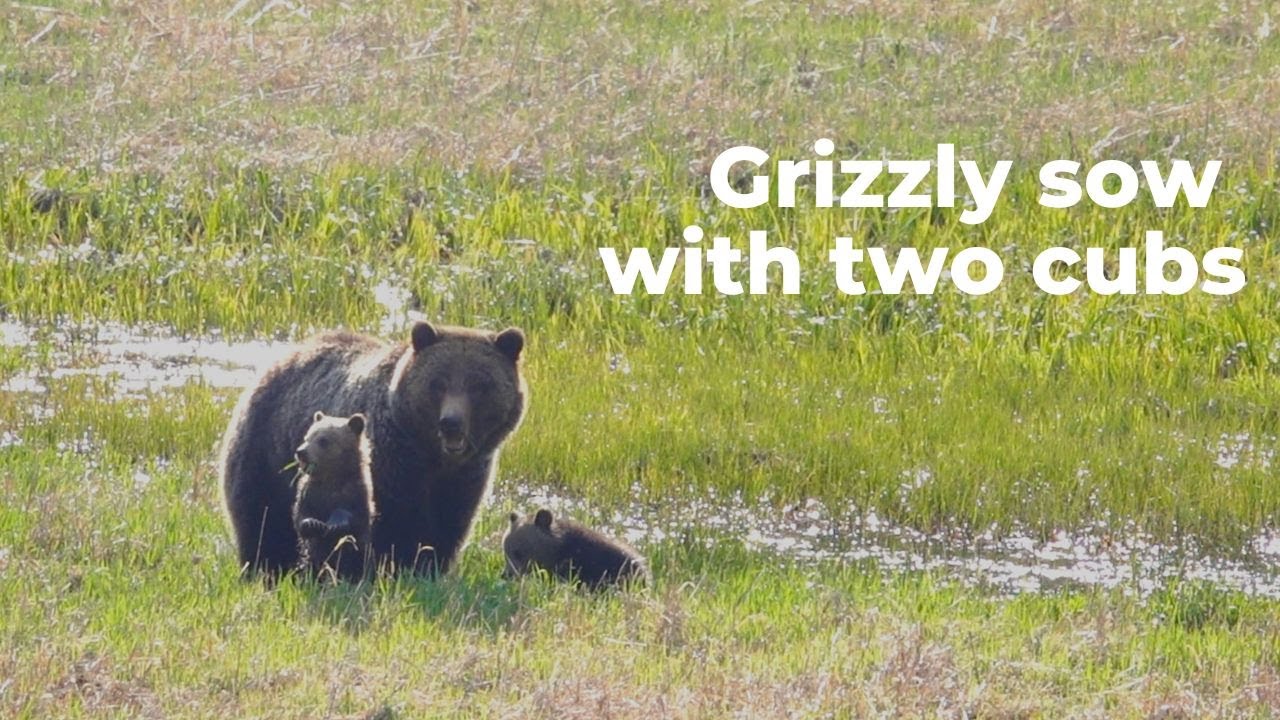 Yellowstone Wildlife: Grizzly Sow with Cubs of the Year