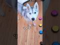 Husky Uses Her Talking Buttons to Say My "Name"!
