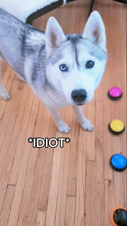 Husky Uses Her Talking Buttons to Say My 