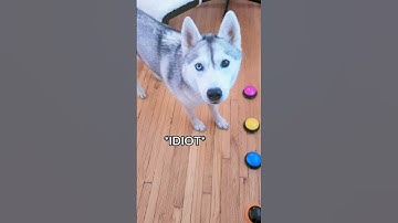 Husky Uses Her Talking Buttons to Say My "Name"!